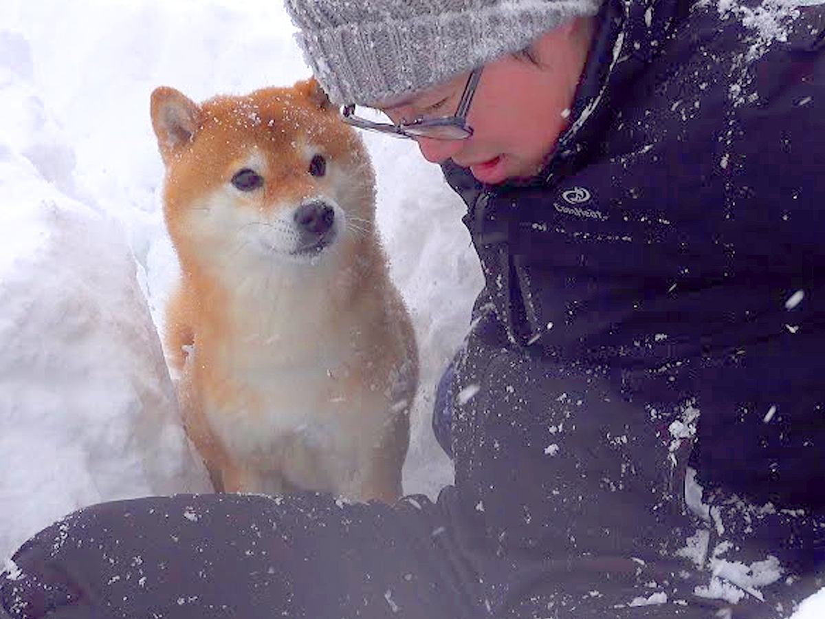 大雪の中、雪かきをしていたら犬が…なぜか何度も外に出る『まさかの理由』が尊すぎると5万再生「まさに忠犬」「なんて優しい子」と絶賛の声