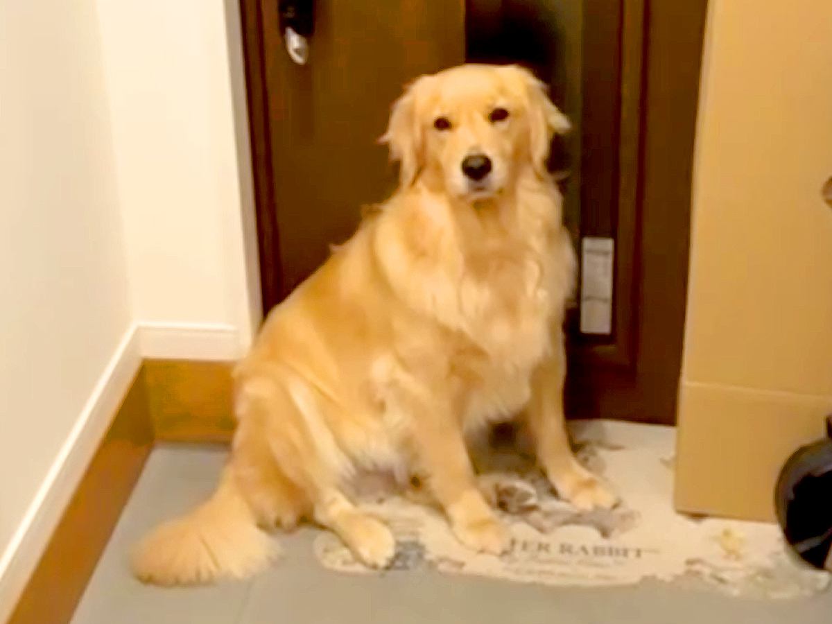 雨が降っていたので『今日は散歩に行かないよ』と大型犬に伝えた結果→玄関で…想像以上に『駄々をこねる光景』が103万再生「無言の圧ｗｗ」