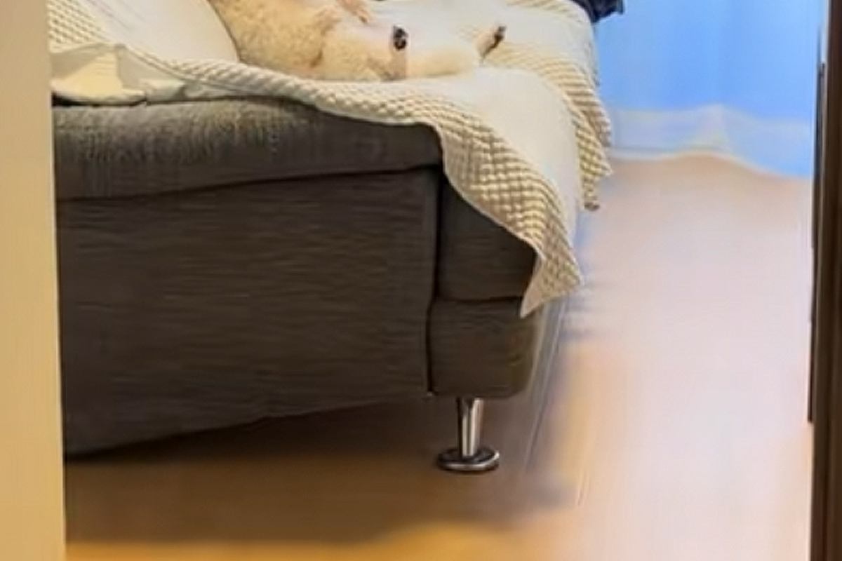 トイレから部屋に戻った結果→なぜか犬が『ソファ』にいて…人間にしか見えない『くつろぎ過ぎな光景』が42万再生「爆笑ｗｗ」「犬やめてて草」