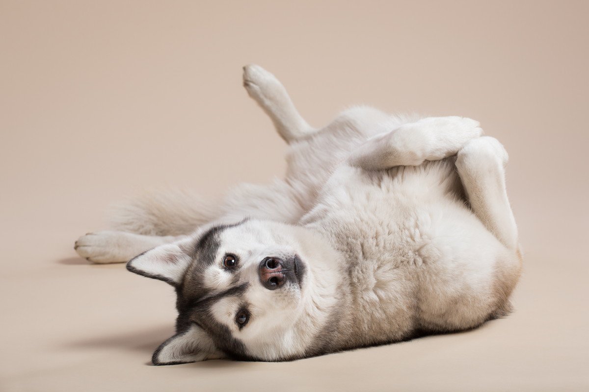 犬がリラックスしている時にする4つのサイン　状況別でわかる愛犬の気持ちやくつろいでもらう方法とは