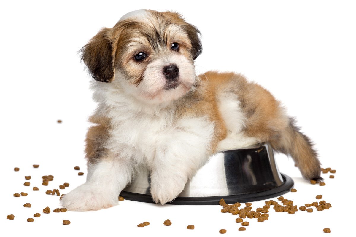 愛犬が『遊びながらご飯を食べる』2つの理由と効果的にやめさせる方法に「人間の子供と一緒だね」「叱るのもよくないかも」