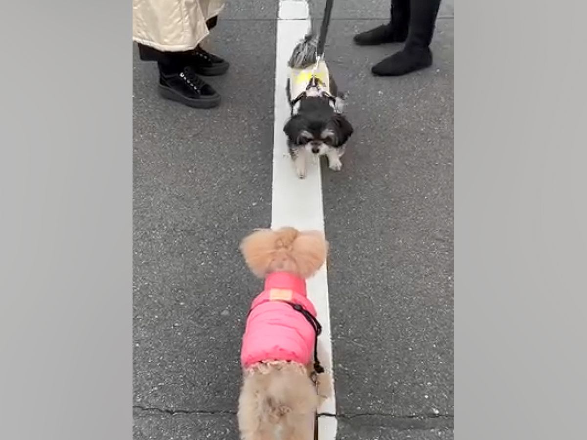 『白線の上を歩きたい』犬同士の取り合いが勃発→攻防戦の末に…平和すぎる『可愛い展開』に「譲り合いの精神ｗ」「優しい」と8万再生の反響