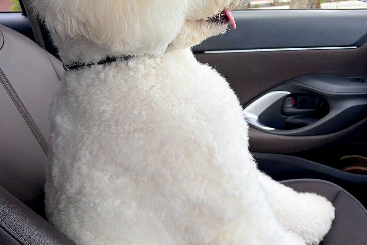 『絶対人間入ってるよね？』車の助手席に乗る大型犬→すれ違ったら二度見する『まさかの光景』に反響「笑ったｗｗ」「ヘルメット被ってます？」