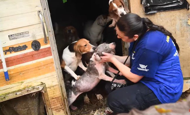 140頭！多頭飼育崩壊の裏には飼い主のセルフネグレクトがある