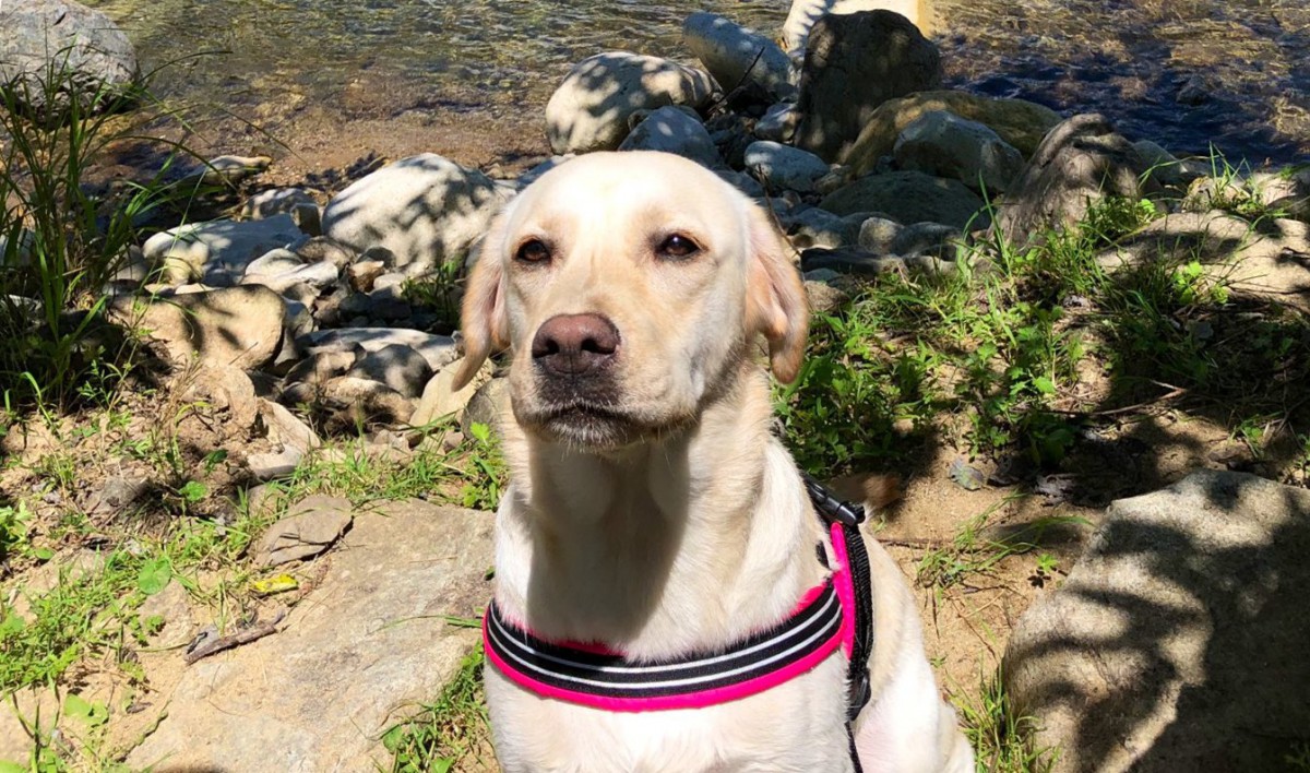 え？写真？早く撮って！飼い主さんへの気遣いがすごいラブさんが大人気