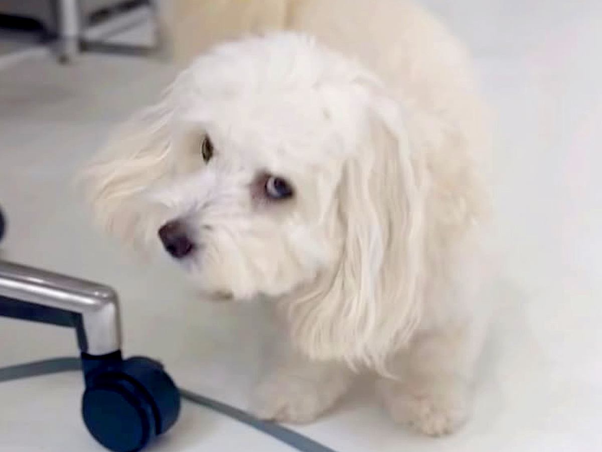 犬に突然『バーン』と言ってみた結果→思った以上に『あざとすぎる反応』が15万再生「可愛すぎてやられた」「仕草がたまらん」と悶絶の声続々
