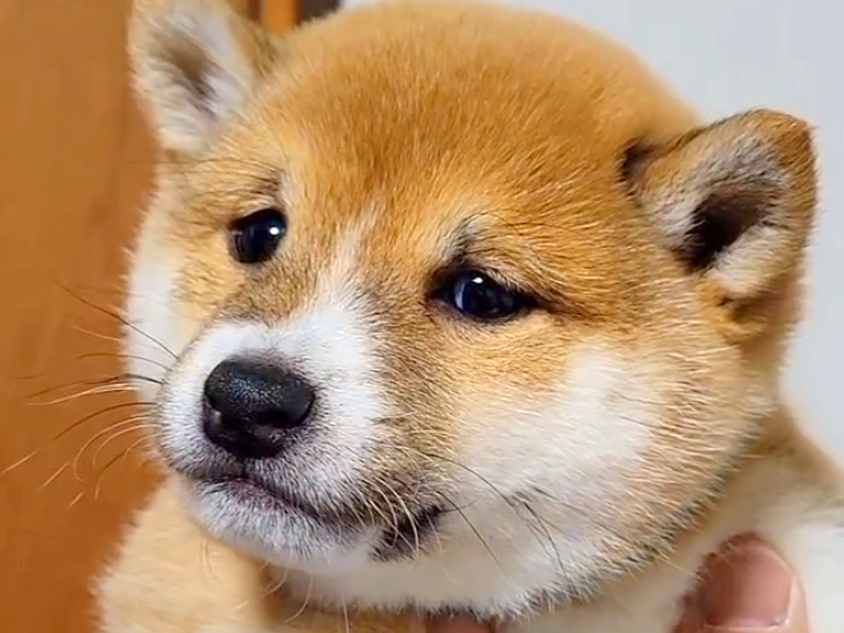 脱走した赤ちゃん犬をパパが叱った結果…破壊力が高すぎる『絶対に怒れない表情』が11万再生「なんでも許してしまう」「顔ずるいｗ」と悶絶