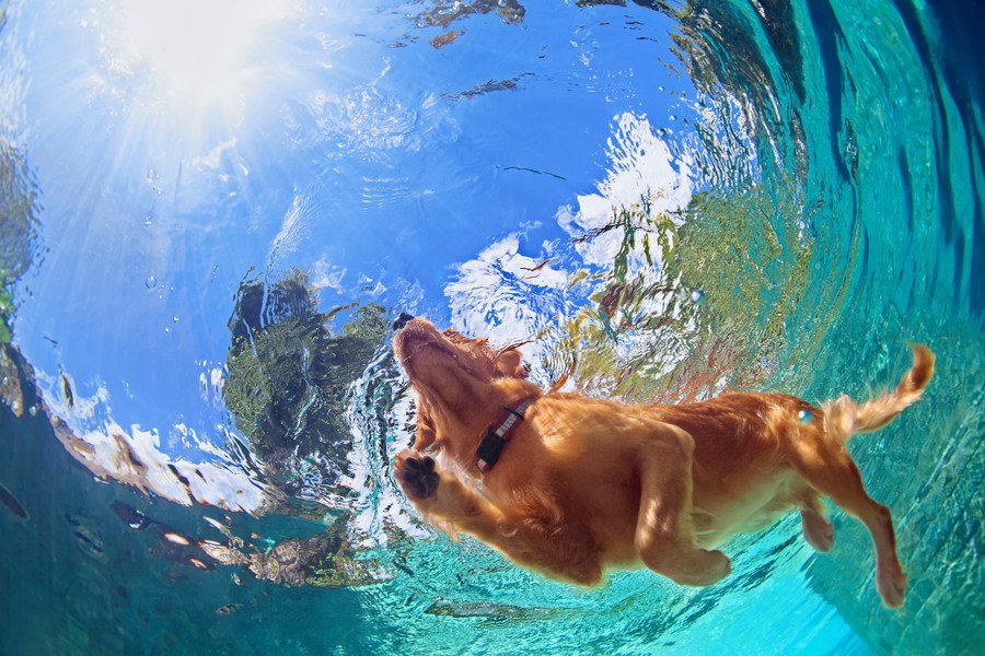 犬はみんな犬かきが出来るの？泳ぎ方についての解説や、水泳する柴犬動画などを紹介