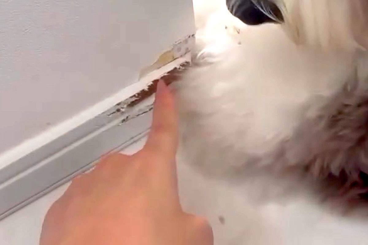 新築の壁が破壊されていたので、大型犬に『誰がしたん？』と質問→あまりにもしらじらしい『態度と表情』が26万再生「顔ｗｗ」「証拠隠滅は草」