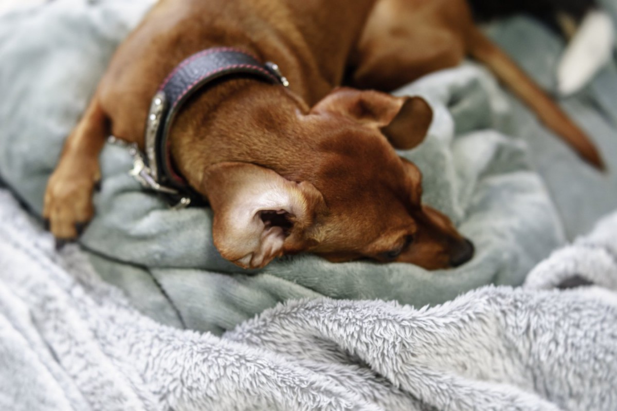 犬が飼い主の足元で寝る時の心理4選！信頼してる？それとも甘えてるの？♡