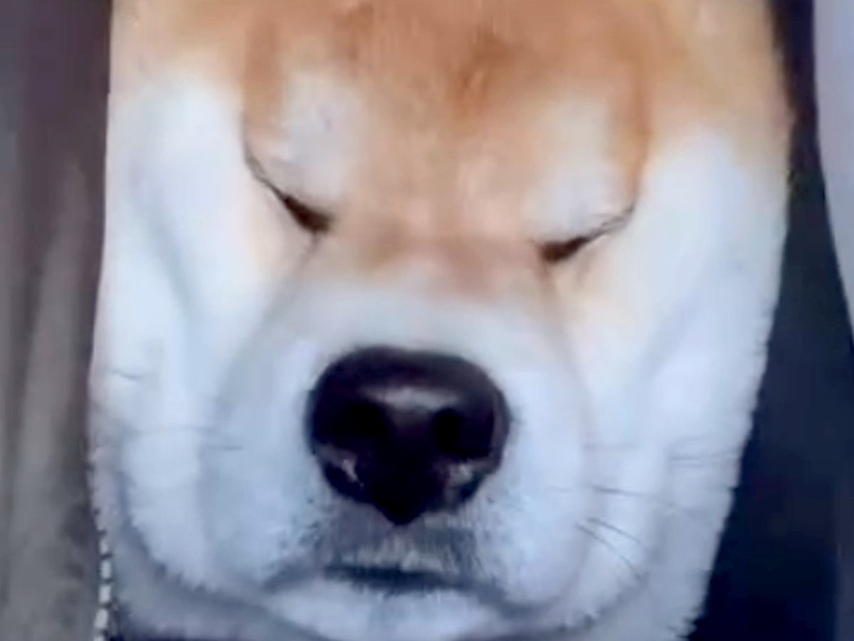 車の後部座席から顔を挟んできた犬→ガチ寝してしまった結果…「マイクラで草」「顔が四角いｗｗ」まさかの光景が可愛すぎると57万再生