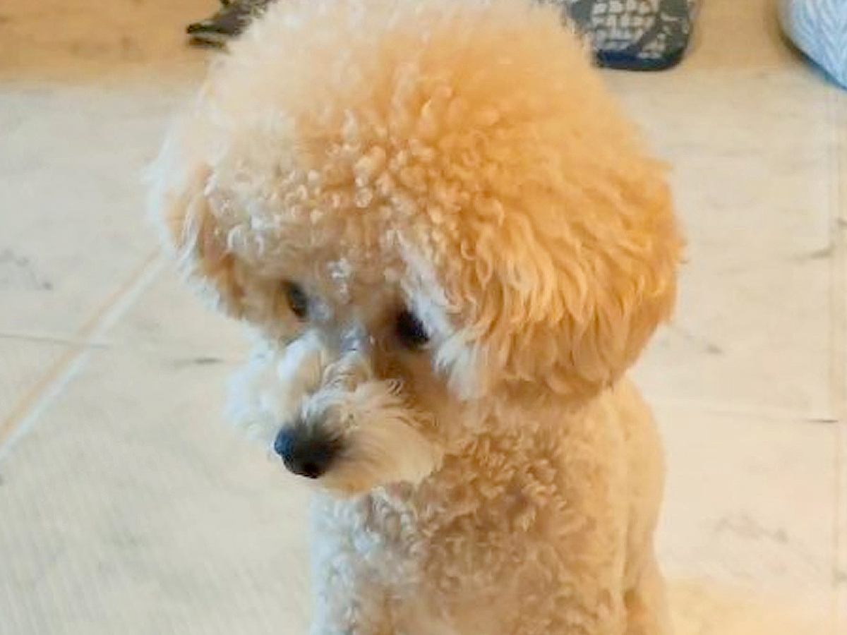 完全によそ見している犬→突然『オテ』と言ってみた結果…思わず吹いてしまう『衝撃的な行動』が53万再生「クセ強すぎｗ」「勢いがｗｗ」