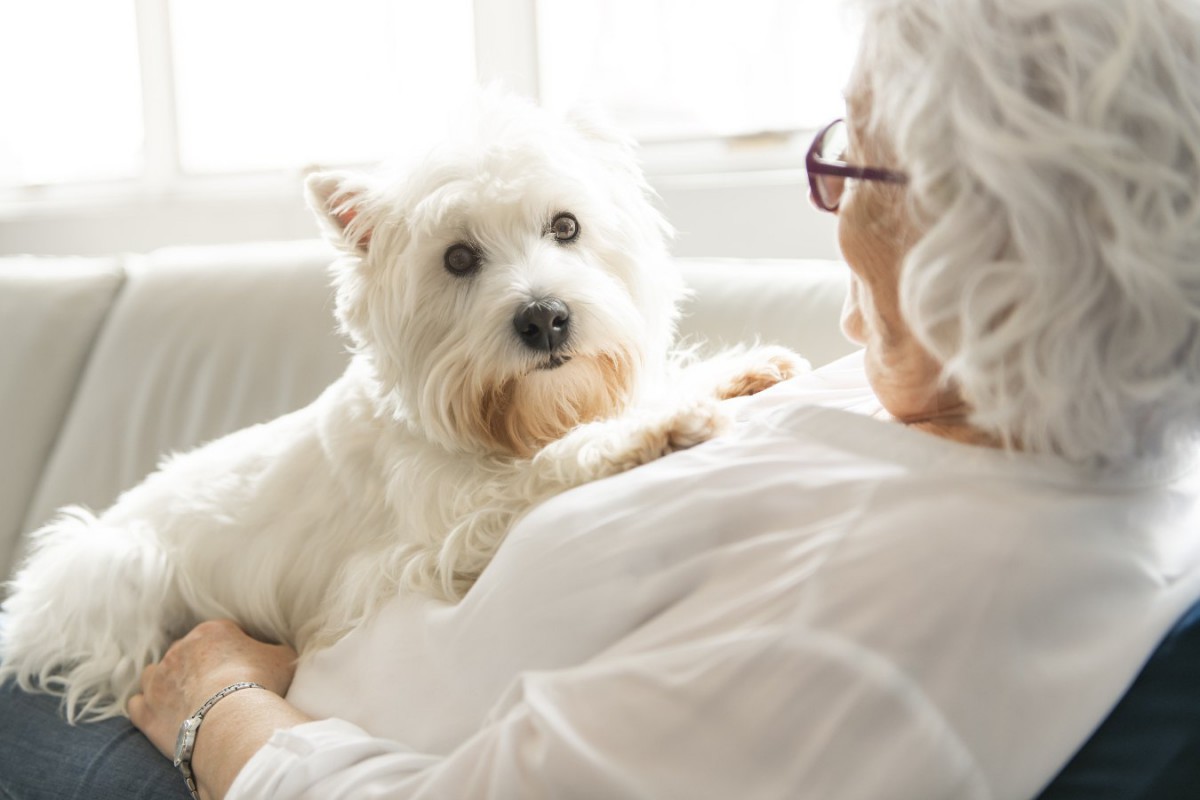 献体された犬の脳がヒトとイヌ両方の老化研究をサポート
