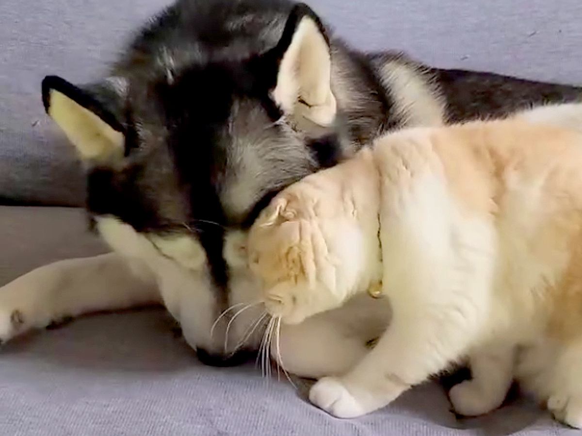 猫に寄り添われて嬉しそうな大型犬→別の犬のところに行ってしまい…『フラれて絶望する様子』が15万再生「三角関係で草」「猫は気まぐれｗ」