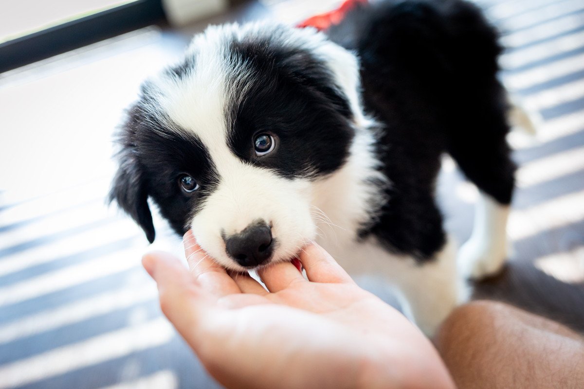 犬の『甘噛み』直すべき？放置すると起こり得るリスクや噛まれたときにやってはいけない行動まで