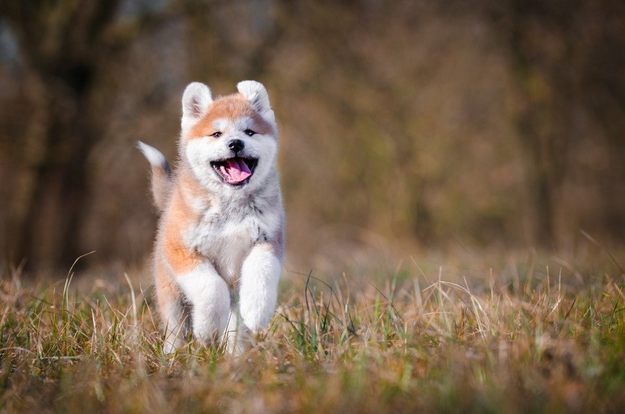 犬関連の『記念日』一覧