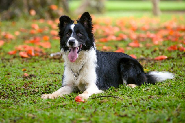 初心者はやめたほうが良い？飼うのが大変な犬種とその理由