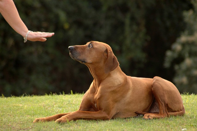 犬に指示を出す時、ジェスチャー付きである方が効果的だという研究結果