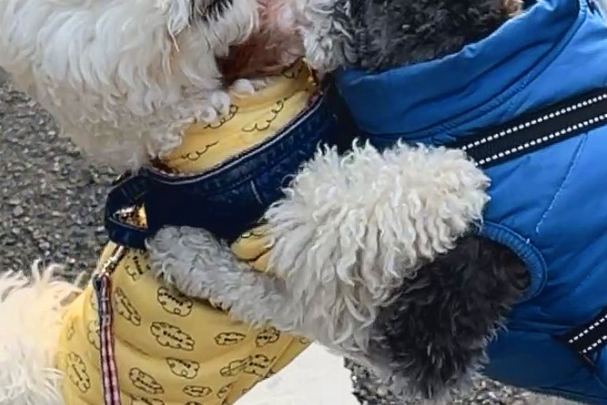 『親友のワンコ』に会えない日々が続いた犬→ニオイを辿って家を…『衝撃の展開』が106万表示「警察犬なれるｗ」「特定班で草」驚きと絶賛の声