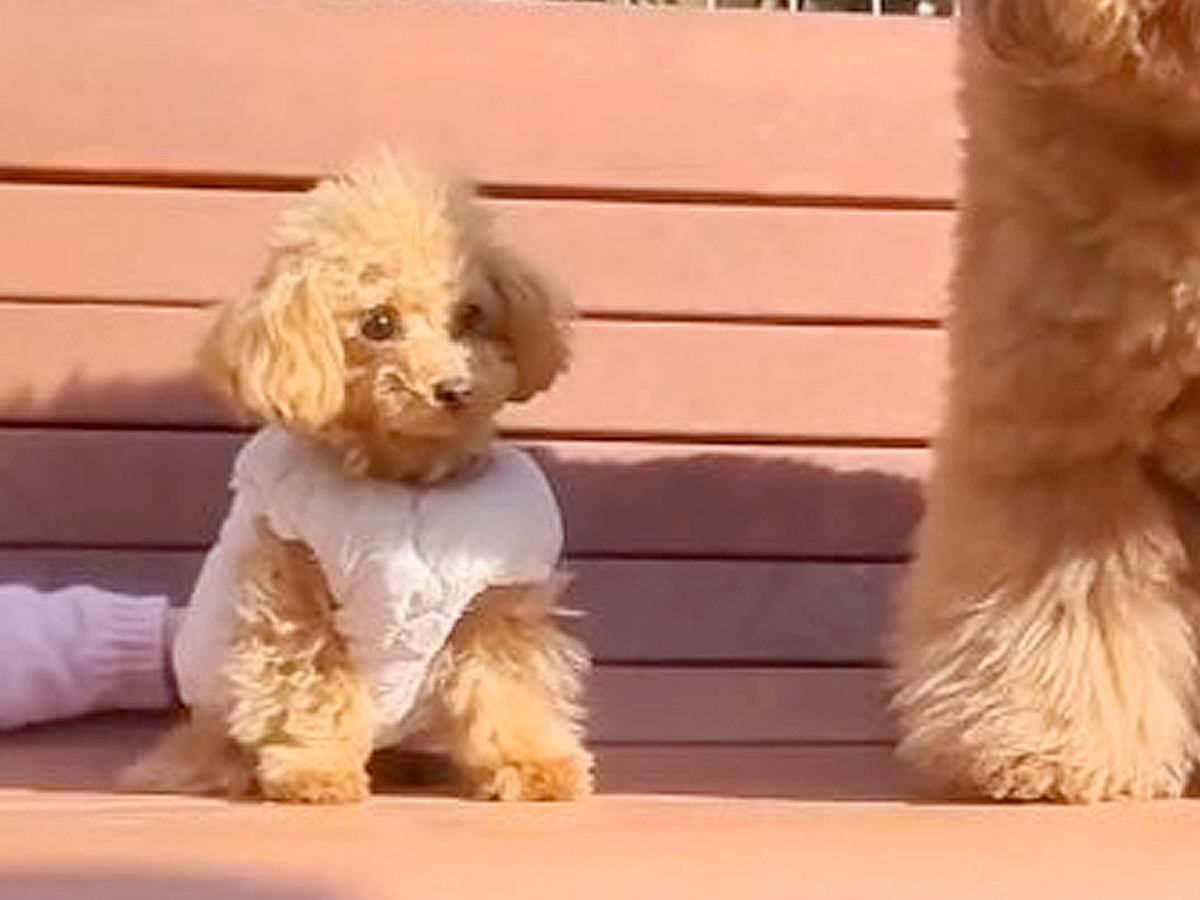 『本当に同じ犬種…？』900グラムの赤ちゃん犬と12キロの犬を比較→驚きが隠せない『まさかのサイズ差』に「びっくり」「どっちも可愛い」