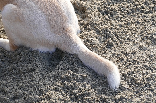 犬の断尾が行われる理由