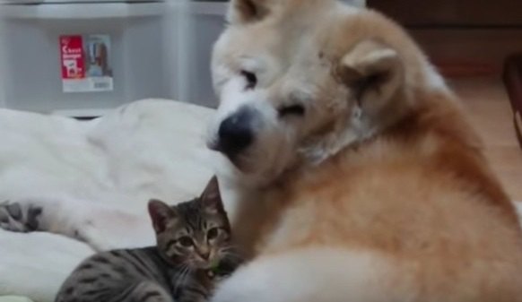 心が癒やされる秋田犬と子猫の愛情物語♡