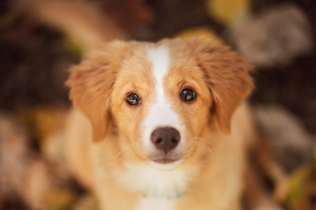 犬が飼い主に『何かを要求しているとき』のサイン4選　仕草や行動別の意味とやるべき対処法とは？