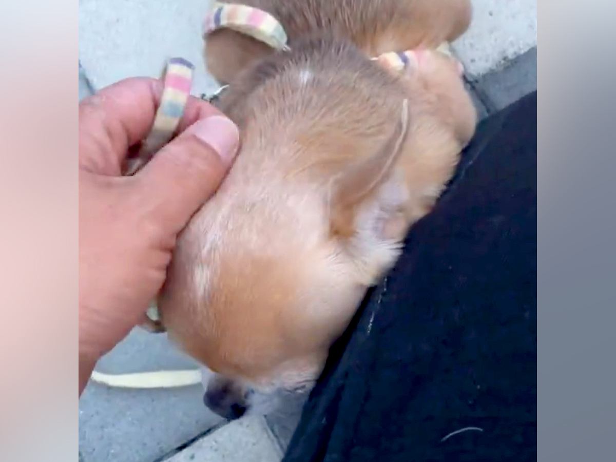 散歩中『撫でてくれる人』に会えなかった犬→想像以上に落ち込んで…なんだか切ない『妥協案』に２万いいね「私が撫でます」「自分やります」の声