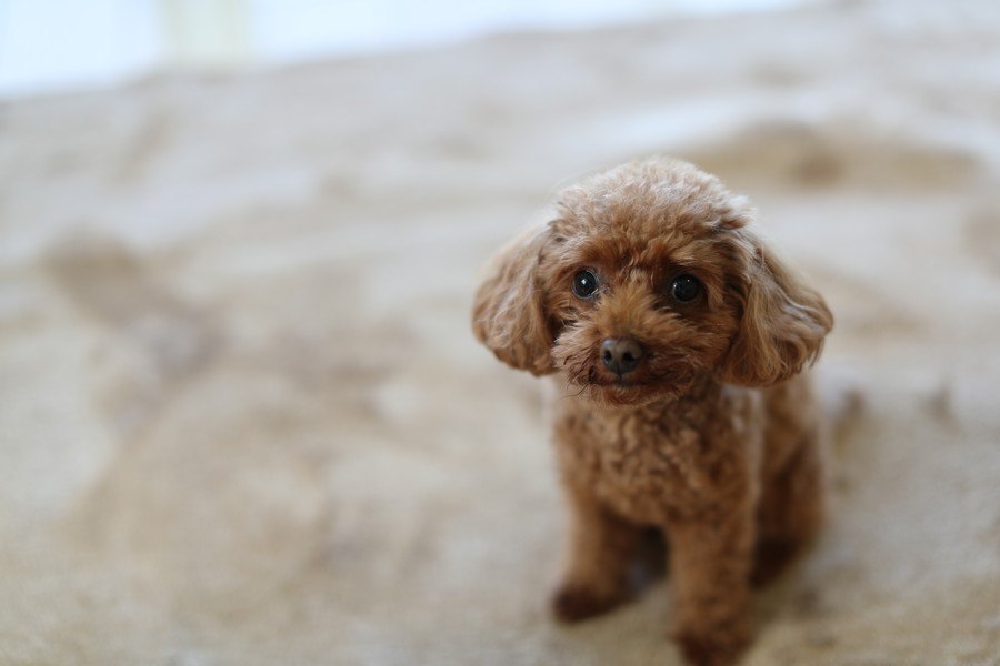 油断大敵！犬との生活に慣れてきた時の注意点４つ