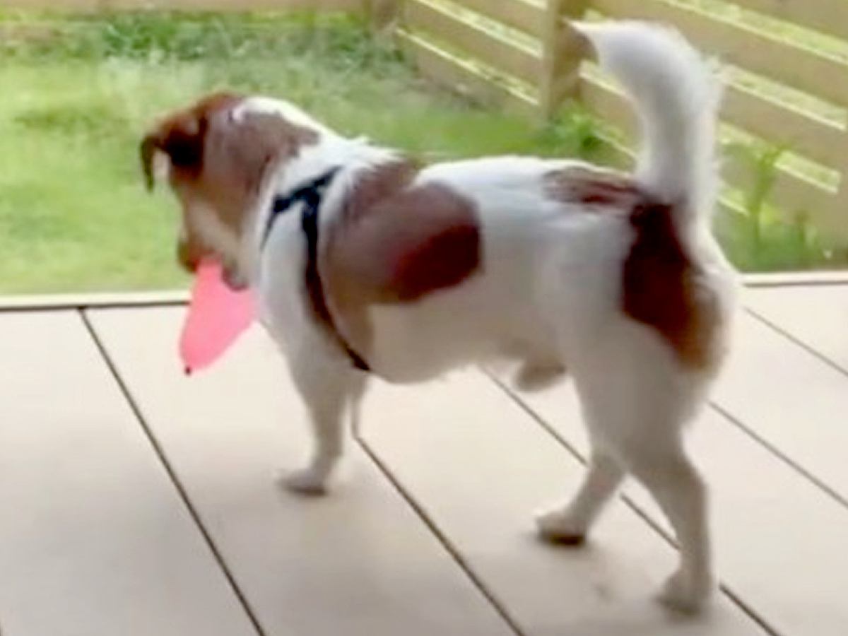 水風船をもらった犬→何度も破裂してしまい…絶対に割りたくなくて『試行錯誤する光景』が可愛すぎると161万再生「ちゃんと考えてる」と反響