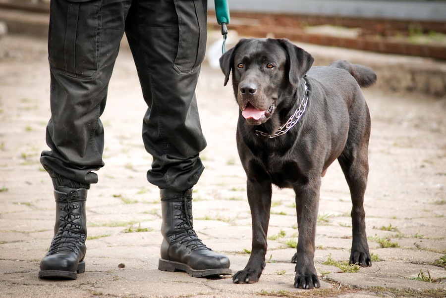 犬に「タテ」を教えるメリットとしつけ方