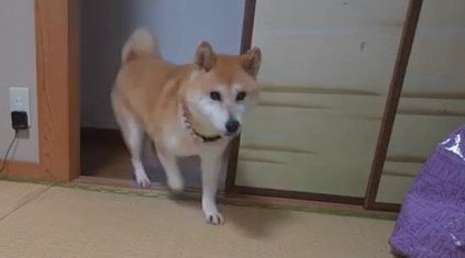 お兄ちゃんの宿題を監視する柴犬小春ちゃんでしたが・・・？