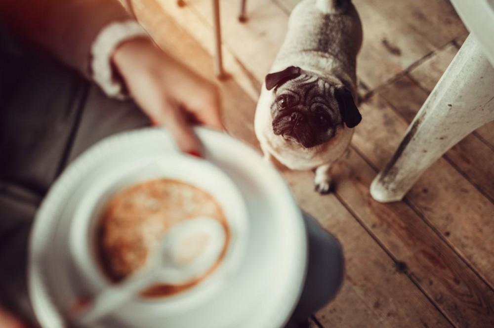 犬だって猫舌？！熱い食べ物が苦手な理由とは