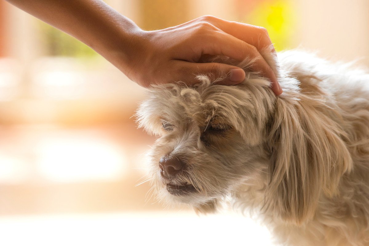 犬の全身を触れる『ボディーコントロール』は必要不可欠？犬の健康に繋がる理由や簡単な3つのステップをご紹介