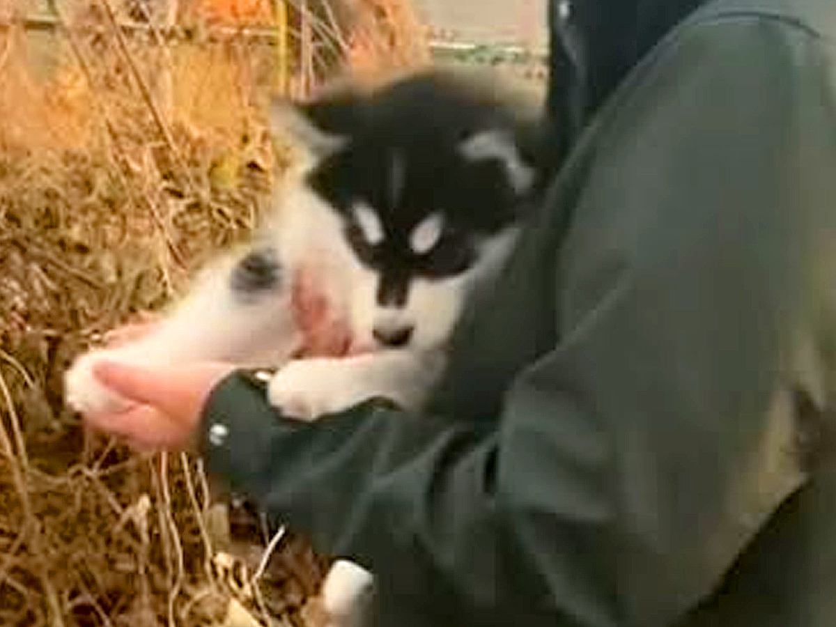 『こんなにも小さかった赤ちゃんハスキーが…』3歳になった現在と比較→尊すぎる『成長した光景』が16万再生「立派」「気持ちは不変ｗ」と絶賛