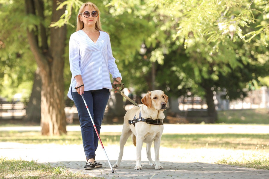 補助犬（盲導犬・介助犬・聴導犬）の一生。出生から引退まで