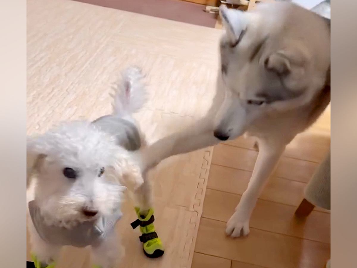 格好いいハスキー犬→クールな性格かと思いきや…180度イメージが変わる『情けなすぎる行動』が33万再生「1番大きいのにｗ」「ドジっ子ｗ」