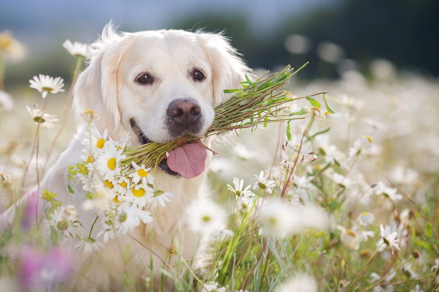 ぽかぽか♡春を愛犬と一緒に楽しむ３つの方法