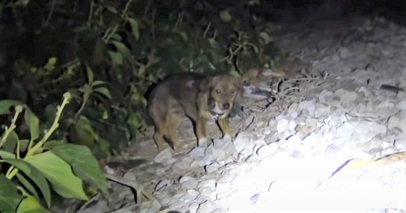 線路脇に居ついた小型犬には古い首輪が…。スピード展開で里親の元へ！