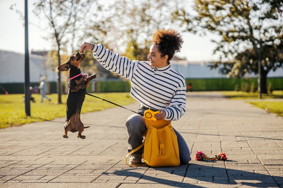 犬のジャンプが危険な理由3つ　起こりうるケガのリスクから対策法まで解説