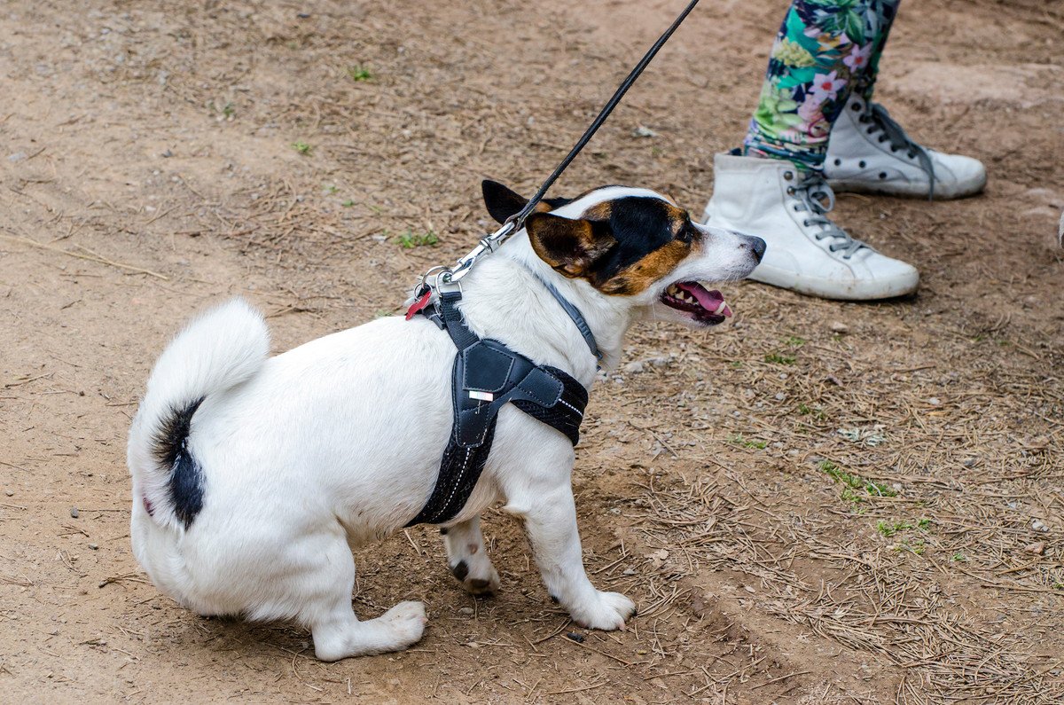 犬が飼い主に『嫌だ！』と訴えている時のサイン３選！仕草や行動から紐解く愛犬の心理