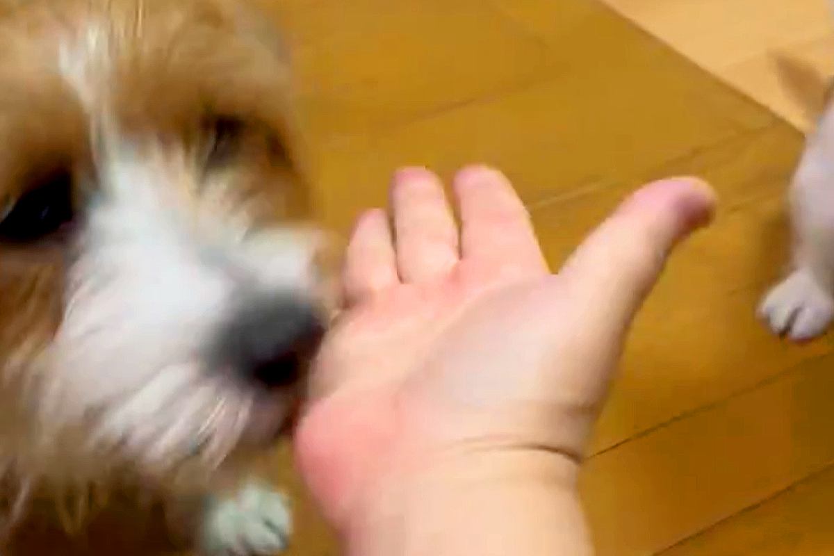 『おて』と犬たちに手を出した結果→『うまくできるかな』と思っていたら…想定外な『尊い行動』に3万いいね「完全に分かってる」「むしろ正解」