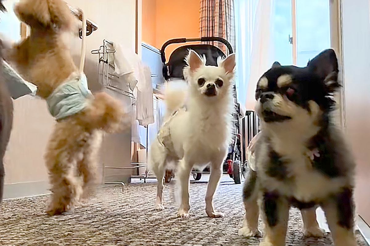 60分間『犬4匹にお留守番してもらった』結果→『オレたち、捨てられた…？』個性がありすぎる反応が25万再生「情報量多いｗ」「なんて健気」