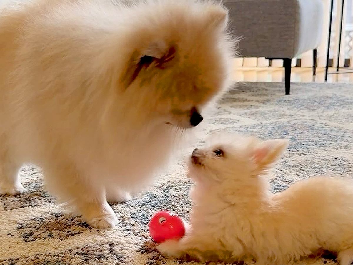 先住犬のことが好きすぎる赤ちゃん犬→ケージから出してみたら…思った以上に熱烈な『愛情表現』が55万再生「天使…尊い」「でもしつこいｗ」