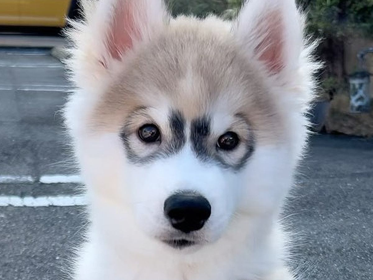 『メガネを掛けているような模様』を持つ赤ちゃんハスキー犬→成長すると…可愛すぎる『現在の姿』が114万再生「コンタクトに変えた？ｗ」と絶賛