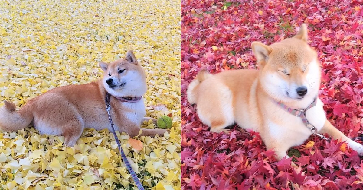 【話題】黄色と赤どっちがお好み？秋ならではの絨毯を満喫する柴犬さん♡