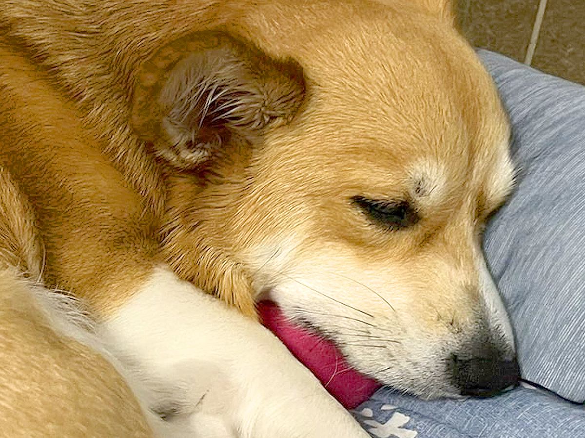 大好きなお兄ちゃんから『おもちゃを買ってもらった犬』…思わず涙が出てくる『尊すぎる光景』が31万表示「健気で感動」「ステキなお話」と絶賛