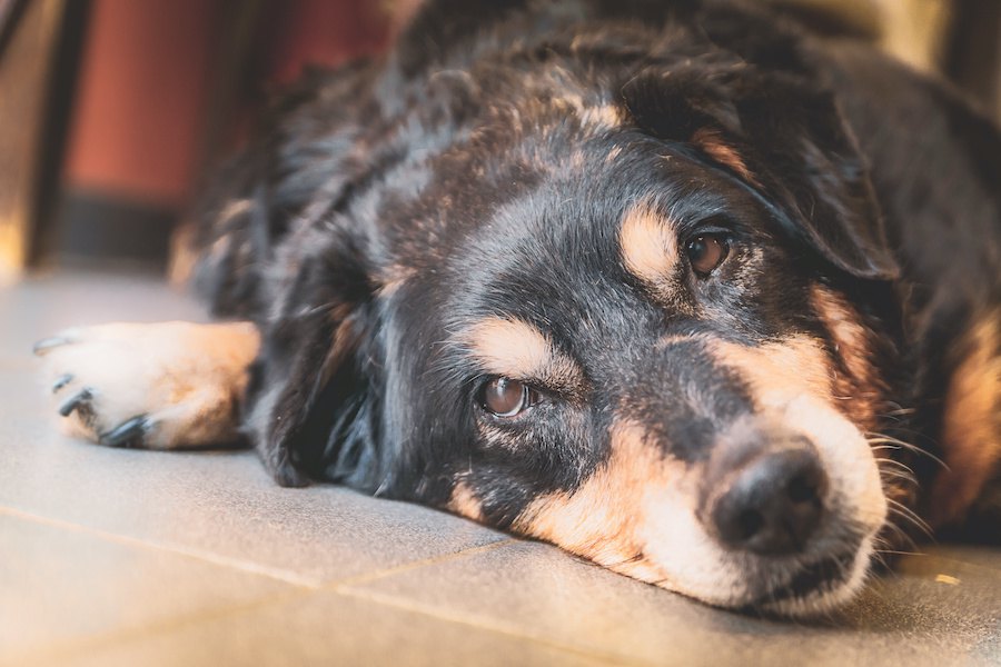 微動だにしない…犬が『無気力』になっている時の理由４つ