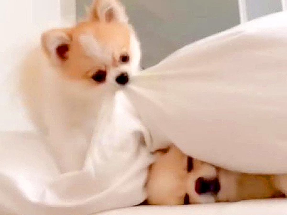 『眠いからそっとしてほしい犬』に『どうしても遊びたい犬』が…2匹の温度差が激しすぎると話題「なんて可愛いやりとり」「人の兄弟みたいｗ」