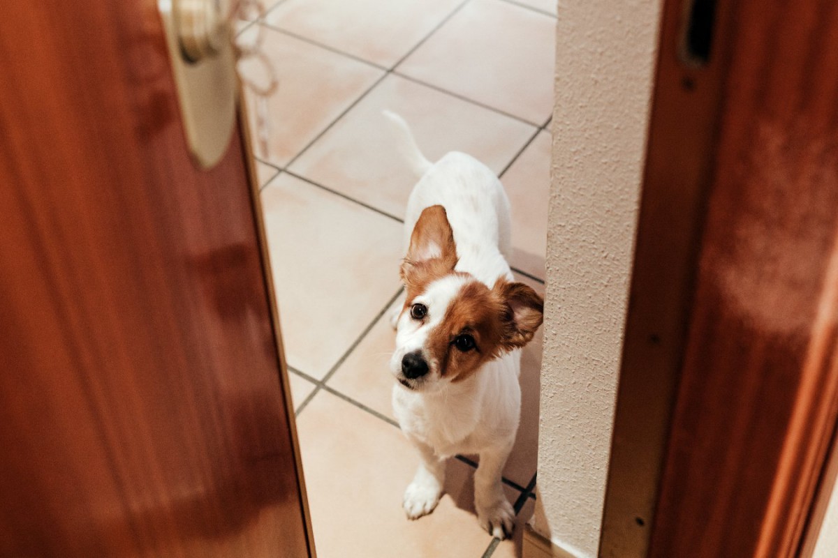 犬を留守番させる時に「絶対に床に置いてはいけないもの」7選！放置していると命の危険も